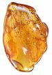 Fossil Spider (Aranea) In Baltic Amber #59412-1